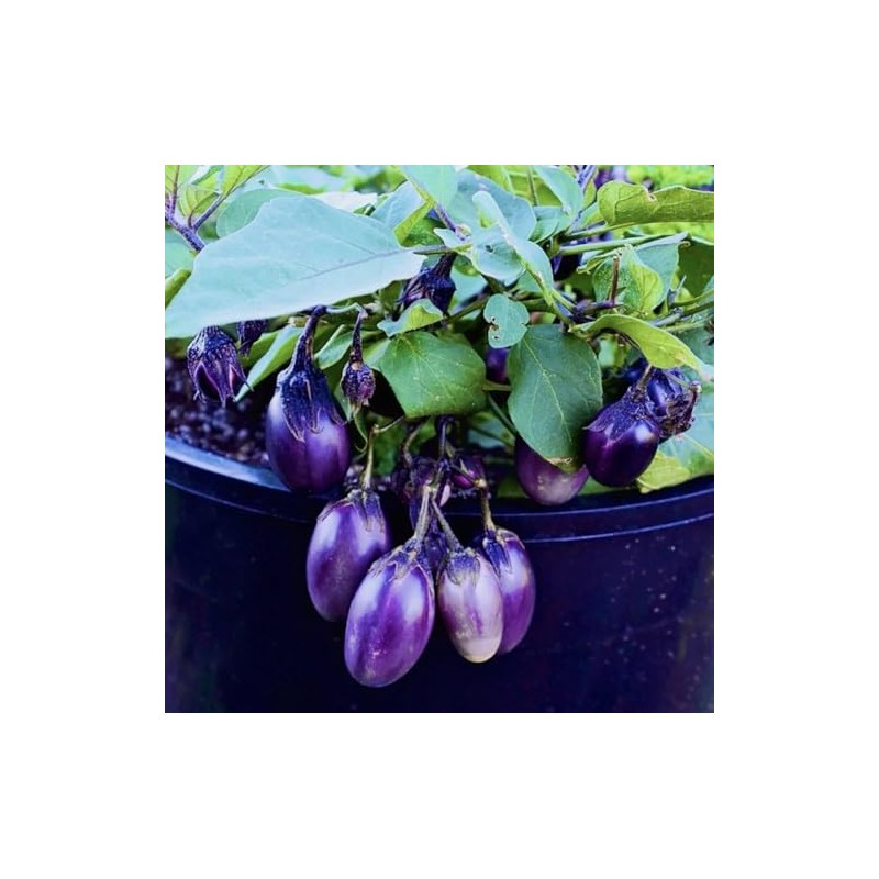 50PCS Dwarf Eggplant Seeds Patio Container Eggplant Vegetable Seeds