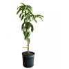 Tree Kent Fast Growing MANGO TREE GRAFTED 3-5Ft Tall.Ship To