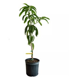 Tree Kent Fast Growing MANGO TREE GRAFTED 3-5Ft Tall.Ship To CA&PR. 7 Gallon Tree