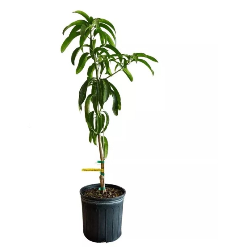 Tree Kent Fast Growing MANGO TREE GRAFTED 3-5Ft Tall.Ship To