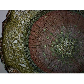 Pine Life History Composite - Prepared Microscope Slide - 75 x 25mm - Biology & Microscopy - Eisco Labs