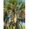 Unbranded Hardy Sabal Palm Tree Cabbage Palm Florida Grown Live