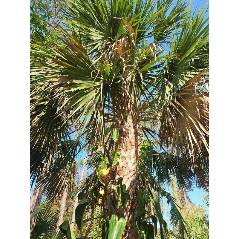 Unbranded Hardy Sabal Palm Tree Cabbage Palm Florida Grown Live