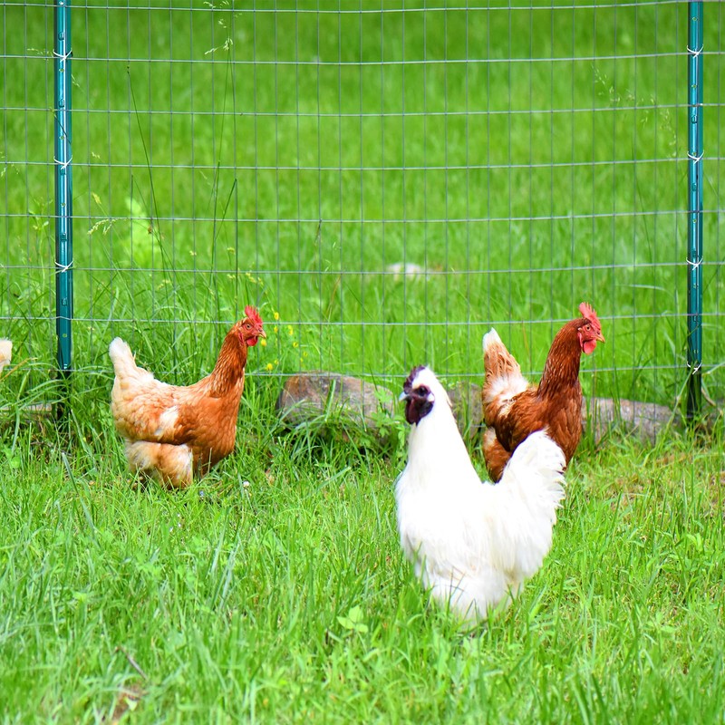 Thealyn Fence Posts 6 Feet,Pack of 10,Metal U Post Sturdy