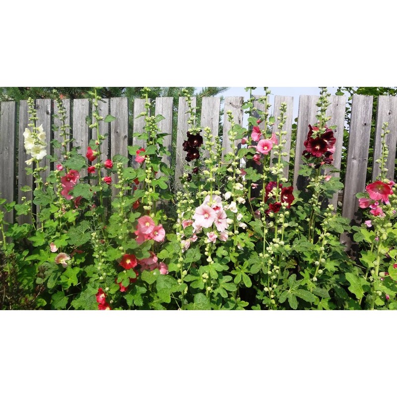 KIRA SEEDS - Seeds Hollyhock Spring Mix - Perennial Flowers