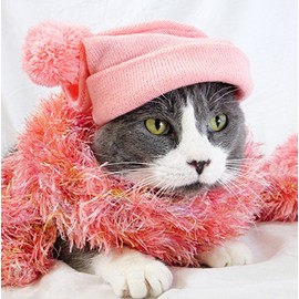 Cat/Kitten Greeting Card - Square