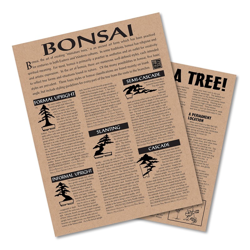 Bonsai Tree | Rocky Mountain Juniper | Seed Grow Kit