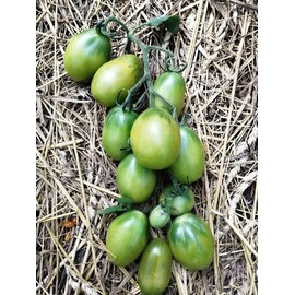Seeds4planting - Seeds Tomato Emerald Pear Green Indeterminate Vegetable Heirloom Non GMO for Planting
