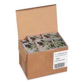 Bigelow Tea steep Cafe Organic Black Tea, English Breakfast, 50 Bags/Carton