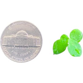 Giant Duckweed, Live Aquarium Floating Plant, Spirodela polyrhiza (100 Plants)
