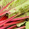 Outsidepride Outsidepride 1000 Seeds Beta Vulgaris Red Swiss Chard Vegetable