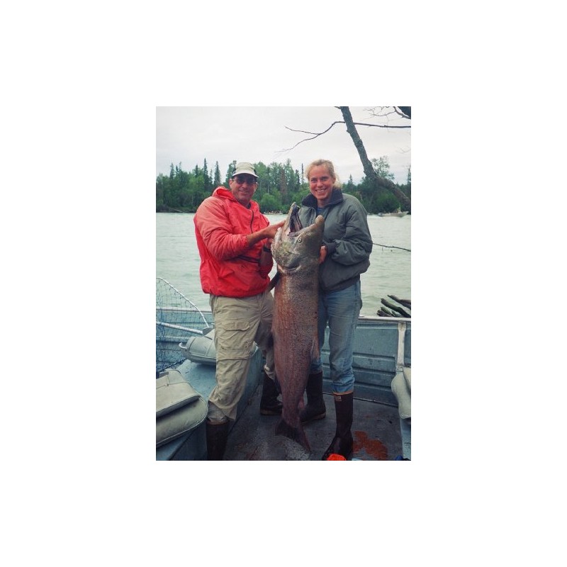 King Salmon Caught on the Kenai River Photo Fish Wildlife