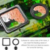 4 Pieces Fish Tank Feeder Feeder Ring Fish Tank Feeder