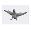 'Pigeon with Attitude' Temporary Tattoo - Water Resistant, Skin-Safe, Non-Toxic