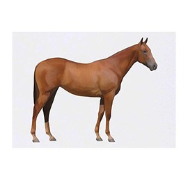 'Horse' Temporary Tattoo - Water Resistant, Skin-Safe, Non-Toxic Transfer (TO00030548)