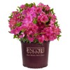 Encore Azalea Autumn Royalty Azalea 2 Gal, Purple Blooms
