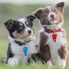 AIMALL Tick Removal Tool for Pets, High Strength Aluminium Lice