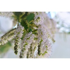 Serendipity Seeds 5 Seeds Commiphora berryi Balm of Gilead -Tropical Container Garden Seed Pack