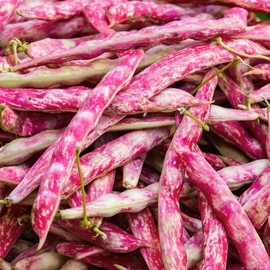 TomorrowSeeds - Pink Cranberry Bean (Taylor) Seeds - 20+ Count - for 2026 Planting Heirloom Italian Borlotti French Pinto Broad Beans Taylor Horticultural Speckled Bays Vegetable Grow Your Own Home