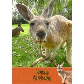 Kangaroo Birthday Card