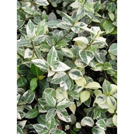 Variegated Jasmine Minima I 3 Large Trade Gallon Size Plants I Trachelospermum Asiaticum | Live Unique Two-Tone Foliage for Eye-Catching Landscapes, Low-Growing Ground Cover