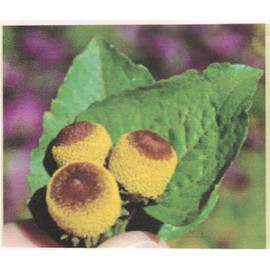 Altan Alma Farm Fresh Szechuan Buttons Berries Brazilian￼ 100 Buttons