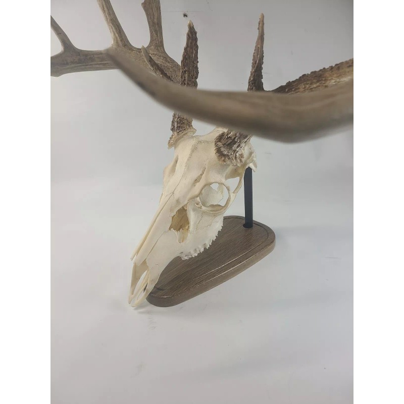 Thuli Products European Skull Mount Table Top Display Dark White