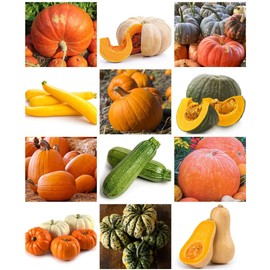 100 Pcs Mix Pumpkin Squash Zucchini Seeds Specialty 11+ Varieties Baby Boo, Giant Big Max, Sugar Pie & More Heirloom Non-GMO Bulk Pumpkin Seeds for Planting (100, Mix Pumpkin)