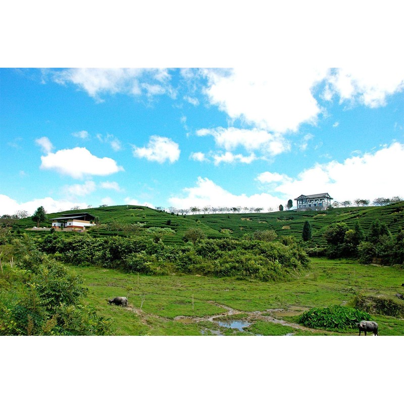 TooGet Wild Jiaogulan Loose Leaf Tea, Premium Gynostemma Pentaphyllum Herbs,