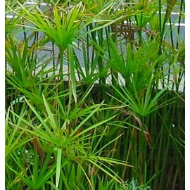 Generic Umbrella Palm (Cyperus alternifolius) 2 Live Plants..Great Indoor or Outdoor Plant., green & brown