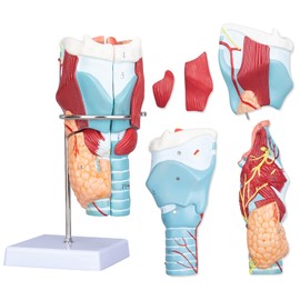 Healthible Human Larynx Model - 2X Anatomically Detachable Throat Model for Hospital Classroom