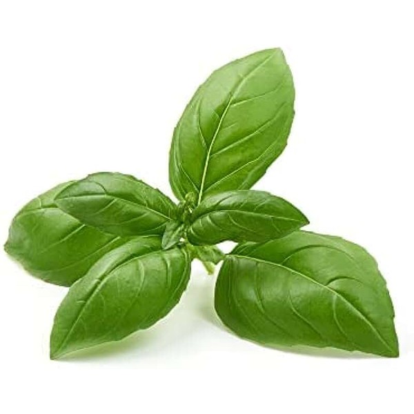 Herb Plug Plants - Basil