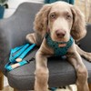 Charlie + Co, Adjustable Step in Dog Harness, Comfortable Breathable