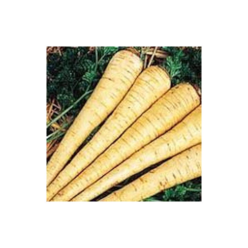 Parsnips Hollow Crown Seeds