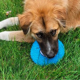 Plush Emojis 6" Disc Dog Toy Fuzzy Flyer Squeaker Pink Yellow Green Blue or Full Set (Full Set - All 4 Toys)