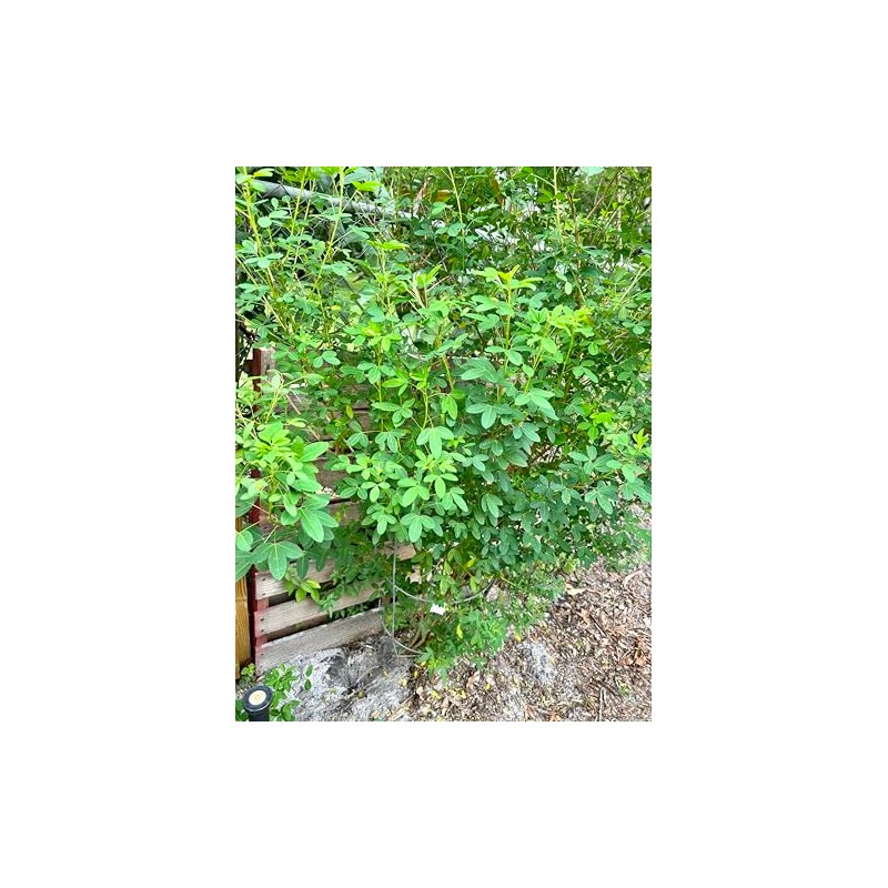 Salvadorean Chipilin Plant Seeds, 10 Count, Dark Brown Pods for