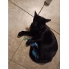 Vibrant Life Cat toys for indoor cats 3 Pack.