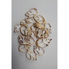 140pc Natural Babylon Spirata Seashells, Sliced Center Cut, 1.25-2 inches, Rusty Tan and Cream Colors, Sailors Valentines, Beach Decor, CS-96