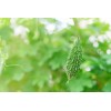 CZ Grain 10 Green Bitter Gourd Vine Seeds for Planting