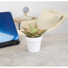 Live Aloe Plant Succulents, Star Aloe Plants Live with White Planter, Succulents Plants Live in Potting Soil Mix, Potted Succulents Live Plants, Cactus Plants Live Succulent Plants by Plants for Pets