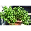 100+ Kentucky Colonel Mint Seeds Heirloom Non-GMO Fragrant Rare! Fragrant,