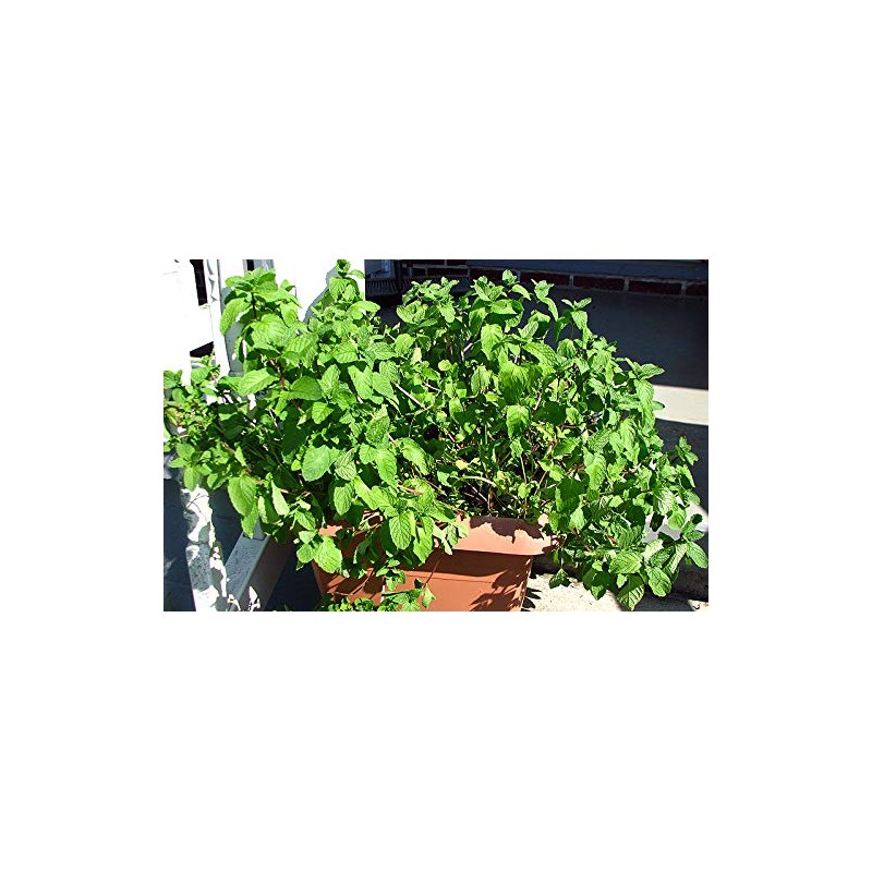 100+ Kentucky Colonel Mint Seeds Heirloom Non-GMO Fragrant Rare! Fragrant,