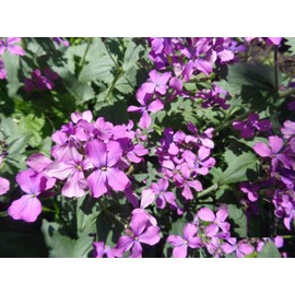 Seeds4planting - Seeds Silver Dollar Money Plant (Lunaria Biennis) Biennial Flowers Non GMO