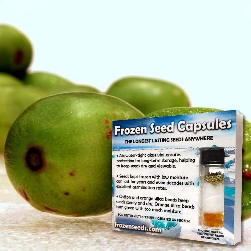 Hardy Kiwi Seeds (Actinidia arguta) Packet of 20 Seeds