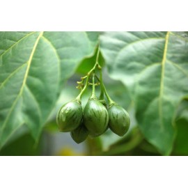 Serendipity Seeds 8 Seeds Solanum Betacea Red Tropical Tree Tomato Very RARE Overstock Price