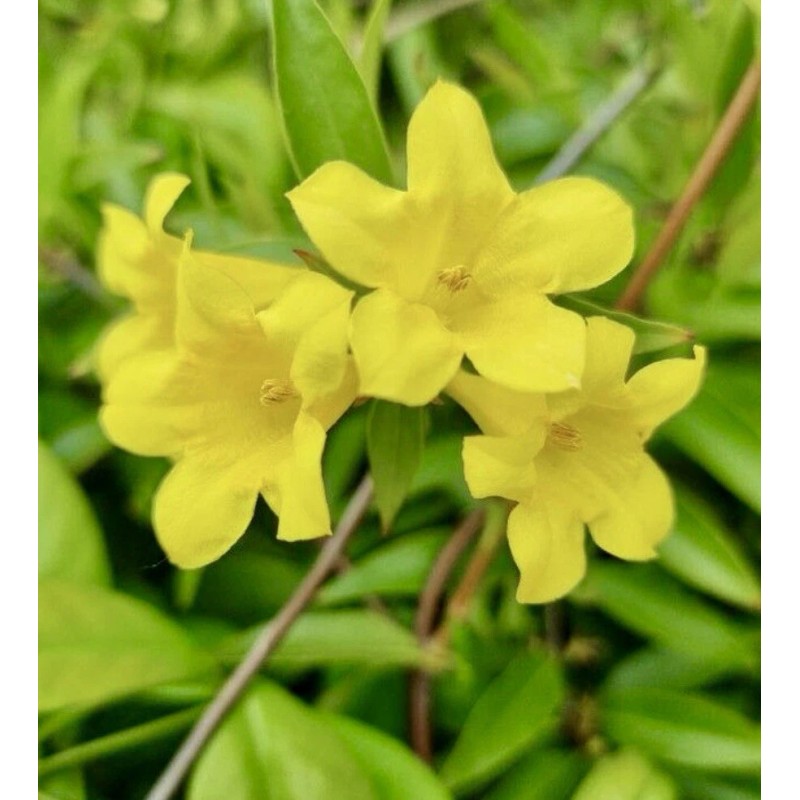 Home-Growth Carolina Jasmine, Yellow Jessamine, Gelsemium Sempervirens - 20 Seeds