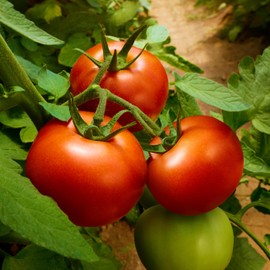 The Old Farmer's Almanac Heirloom Oregon Spring Tomato Seeds - Heirloom, Non-GMO, Open Pollinated (1 Packet - 500 MG - Approx 150 Seeds)