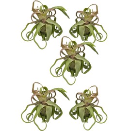 ragnaroc Live Air Plants - Tillandsia Streptophylla Large – 5 Count 3-5 inches – Ideal for Gifts & Presents, Live Indoor Plants & Live House-Plants – Live Plants for Home décor, 30 Day Guarantee
