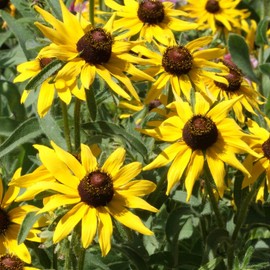 Outsidepride Rudbeckia Hirta Black-Eyed Susan Flower Seeds - 1/4 LB