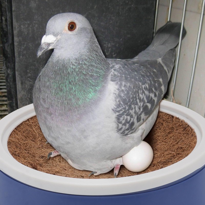DOITOOL 2 Set Pigeon Egg Nest Pigeon Bird Egg Coconut
